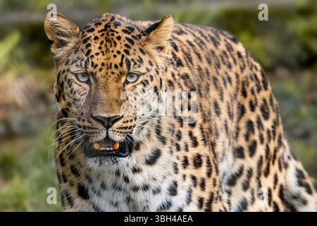 Amur Leopard Stock Photo
