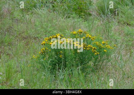 St. John's Wort, Hypericum perforatum Stock Photo