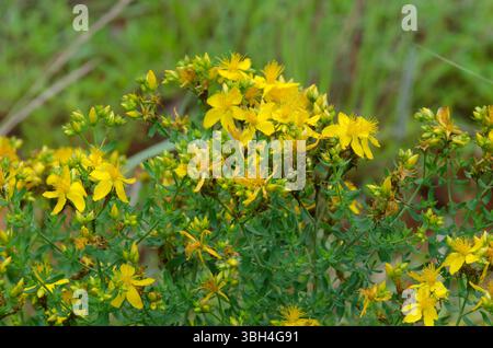 St. John's Wort, Hypericum perforatum Stock Photo