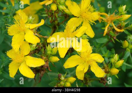 St. John's Wort, Hypericum perforatum Stock Photo