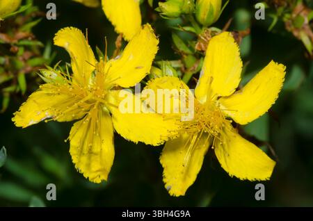 St. John's Wort, Hypericum perforatum Stock Photo