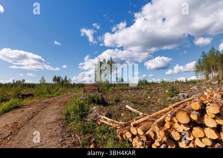 Cut down Finnish boreal pine forest (pinus sylvestris) and pine log pile, Finland Stock Photo