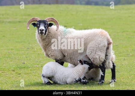 2 Lambs feeding from their mother in a field Stock Photo