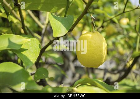 Lemon tree. Ripe lemon hangs on tree branch in a sunny day. Close Up Stock Photo