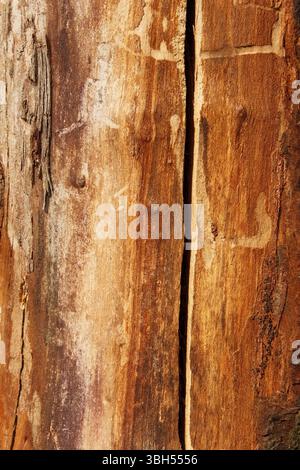 Detail of an old dried cherry tree trunk with shelled bark as a texture Stock Photo