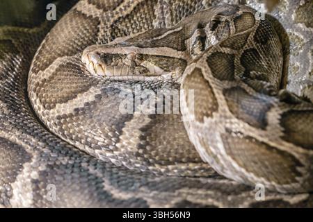 Python molurus (Indian python). Tiger Python. Nature. wild Stock Photo
