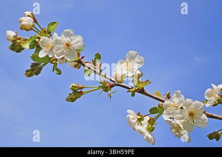Beautiful blooming cherry twig on the background of blue cloudless sky Stock Photo