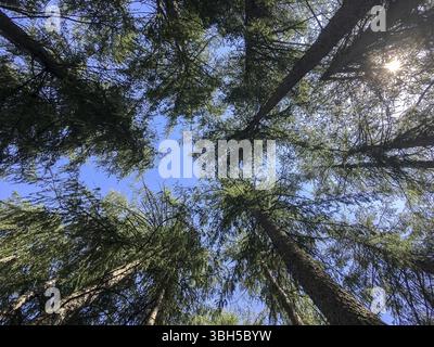 Grove of pine trees seen from below. Nature. Concepts. Background Stock Photo