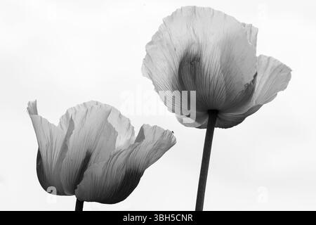 Two translucent, delicate poppy flowers against a light background in black and white. Stock Photo