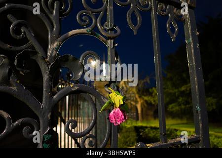 This is an image of one of the iron gates to the pittencrief park in Dunfermline, with a pink flower hanging from it, as well a bright spot of light. Stock Photo