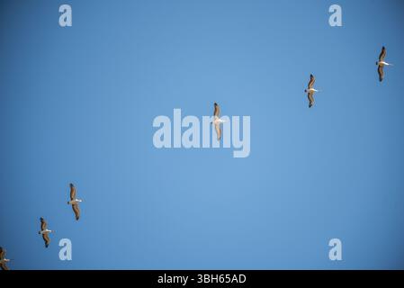 flock of pelicans flying overhead Stock Photo