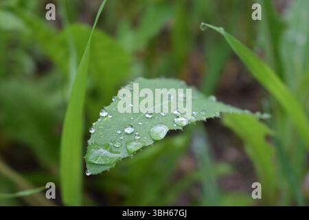 single green leaf dotted with fresh raindrops, each droplet catching the light and highlighting the intricate veins of the leaf. Stock Photo