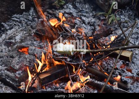 marshmallow roasting over an open fire, held above glowing flames and hot embers in a fire pit. The marshmallow is turning golden brown, capturing the Stock Photo