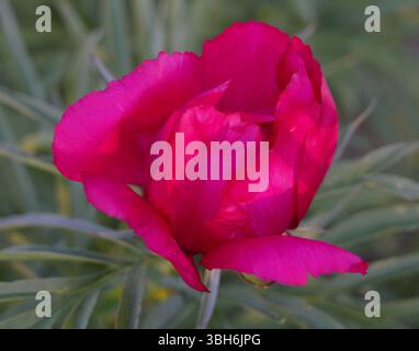 A vibrant magenta peony flower bud, nearly fully open, is surrounded by slender green foliage in a garden setting Stock Photo