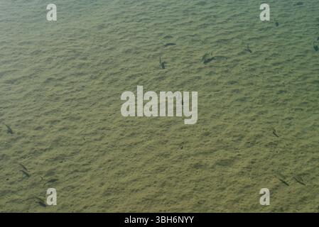 fish swimming in a river from above Stock Photo