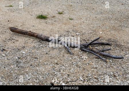 Long branch is laying on the ground. The branch is dry and has a few cracks. The branch is laying on a sandy surface Stock Photo