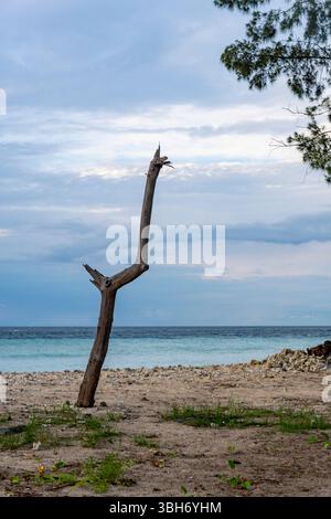 Tree trunk is standing on a beach near the ocean. The sky is cloudy and the water is calm Stock Photo
