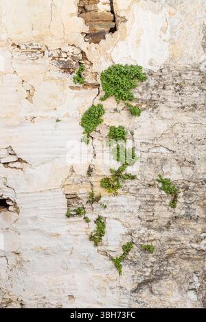Weathered, damaged and old cracked concrete wall with plants growing out of the cracks. Plaster has mostly peeled off. Viewed from the front. Stock Photo