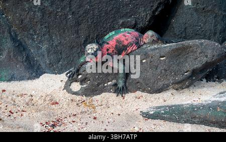 Galapagos Marine Iguana Sitting on a Rock, Suarez Point Stock Photo