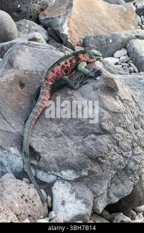 Marine Iguana Climbing on Rock at Suarez Point, Espanola Island, Galapagos Stock Photo