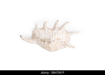 A Murex shell with spiky, ridged structure, creamy white color isolated on white background. Ideal for decoration, crafts, or marine-themed displays. Stock Photo