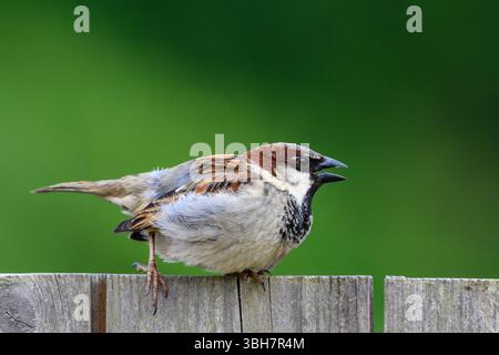 Sparrow bird perched on a wooden fence Stock Photo