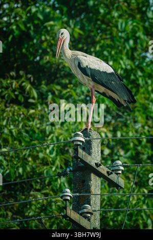 White Stork Perched on a Power Pole Against a Background of Green Tree Leaves Stock Photo