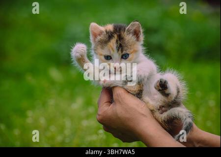 Cute Calico Kitten with Blue Eyes Being Gently Held. Stock Photo