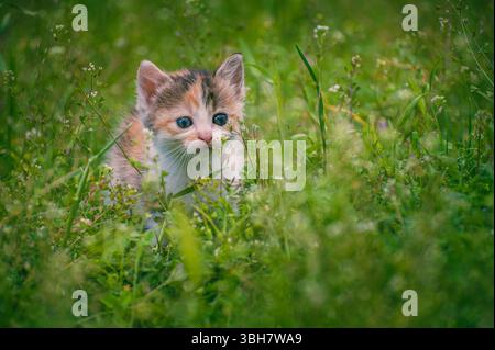 Exploring Cute Calico Kitten with Blue Eyes in a Vibrant Green Meadow. Stock Photo