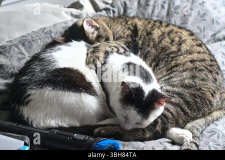 Cuddly Cats sleeping together on the bed Stock Photo