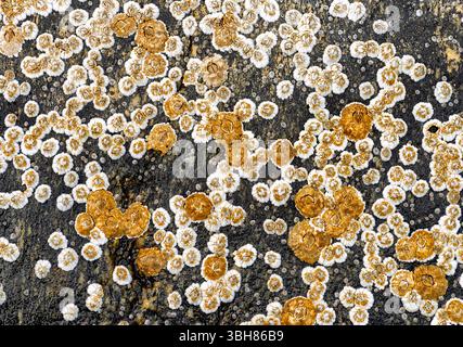 Lichen of various colors thrives on a rugged stone surface, showcasing nature's resilience and beauty in a daylight setting. Stock Photo
