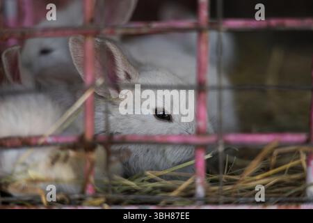 A white rabbit is resting in a cauldron at the zoo Stock Photo