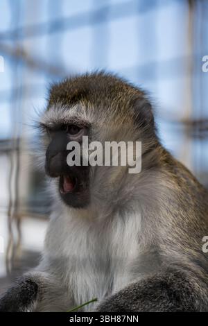 The little monkey surprisingly opened its mouth indignantly. The Evil Capuchin Stock Photo
