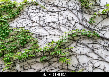 Green ivy vines climbing on concrete wall with exposed branch patterns. Stock Photo