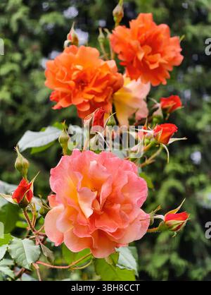 Roses bloom with morning dew along the ancient Yellow River in Huai'an ...