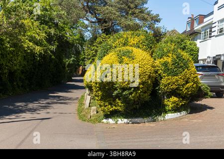 A vibrant yellow and green hedge frames a modern white house with a grey roof against a clear blue sky. Stock Photo