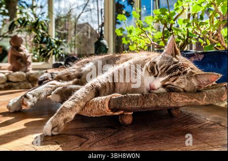 Tabby calico (white) domestic cat lying on wooden platter. Stock Photo