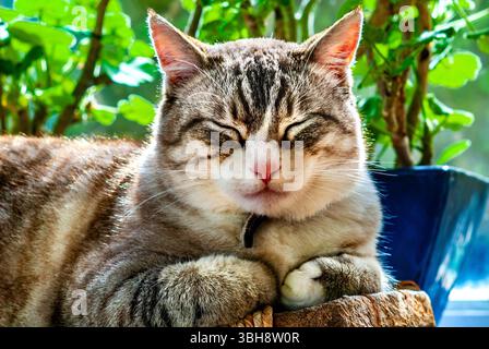 Tabby calico (white) domestic cat lying on wooden platter. Stock Photo