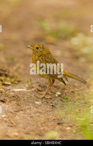 European robin Erithacus rubecula, juvenile standing on ground, Suffolk, England, June Stock Photo