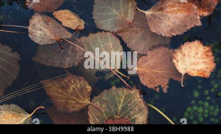 Pond full of autumn leaves floating on the surface. leaves are brown and slightly faded. water is calm and still, without ripples or waves. scene is p Stock Photo