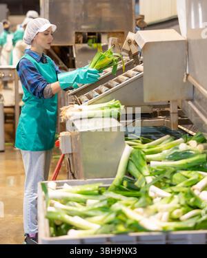Female worker of vegetable sorting factory arranging lettuce in boxes ...
