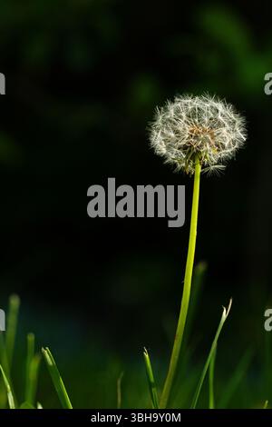 Dandelion seed head on a lawn Stock Photo