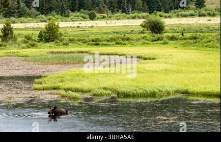 Bull Moose Wades In Pond On The Edge OF Bright Green Meadow in Rocky Mountain National Park Stock Photo