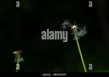 Dandelion seedhead Stock Photo