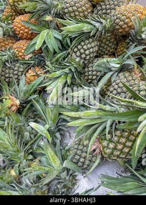 fresh organic pineapples with green leaves at local market display.this photo was taken from Bangladesh. Stock Photo