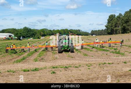 Team of foreign workers harvesting asparagus crop loading onto boxes on tractor boom, Suffolk, England, UK Stock Photo
