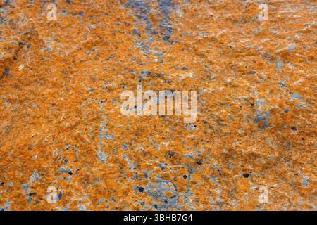 Orange lichen growing on a granite rock boulder at the coast. Natural world background abstract concept. Stock Photo
