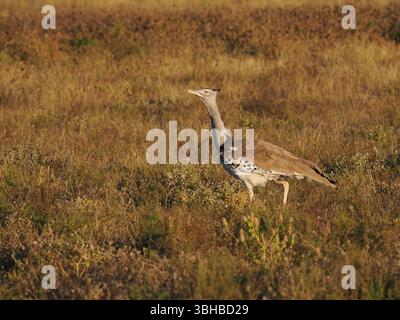 Kori Bustard; Ardeotis kori; world's heaviest flying bird; Kruger ...
