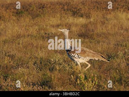 Kori Bustard; Ardeotis kori; world's heaviest flying bird; Kruger ...
