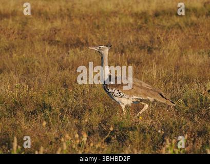 Kori Bustard; Ardeotis kori; world's heaviest flying bird; Kruger ...